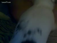 [ Beastiality Sex ] White dog fucking in the black